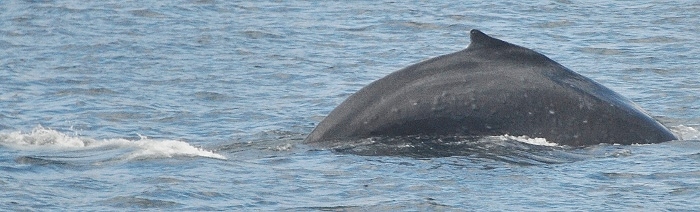 whale sighting